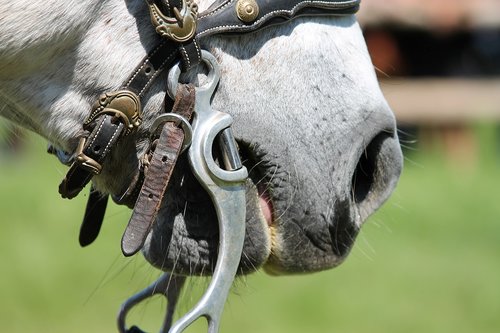 bridle  horse  horse head