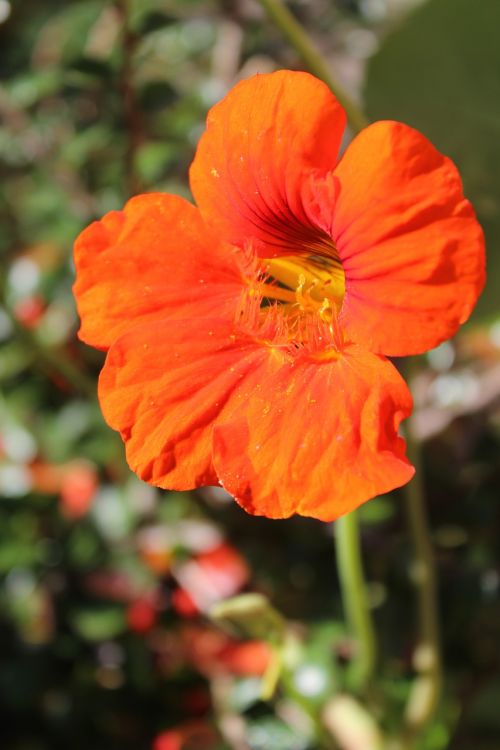 nasturtium bright beautiful