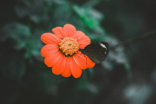 bright butterfly close-up