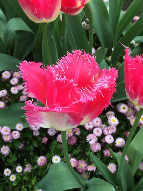 bright pink flower