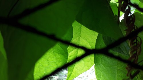 bright  green  leaf