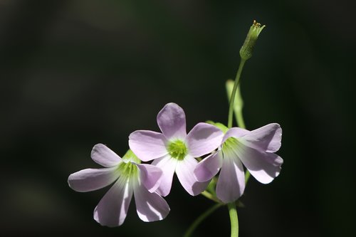 bright  flower  nature