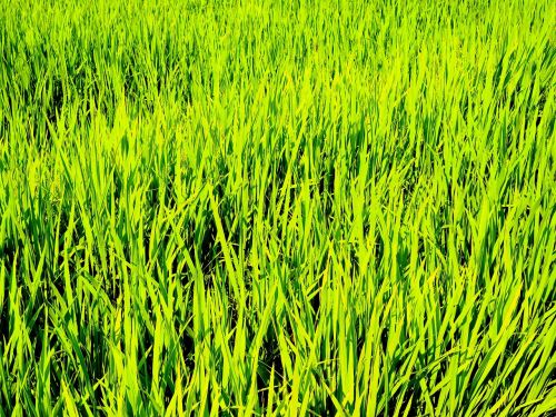 bright green rice