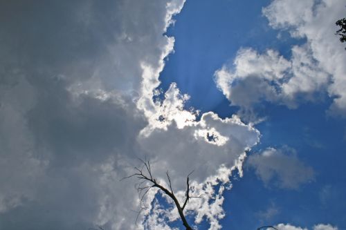 Bright Clouds And Dead Tree
