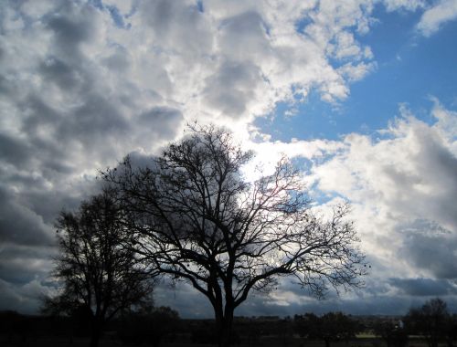 Bright Clouds Behind Tree