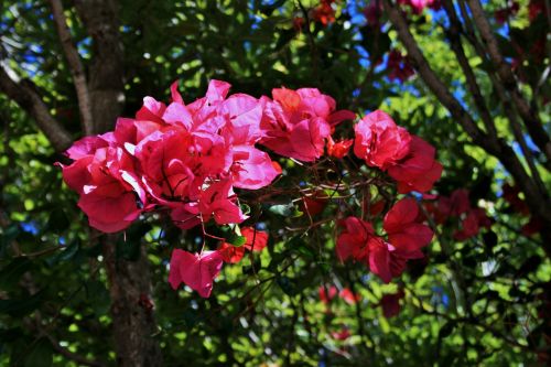 Bright Crown Of Bougainvillea