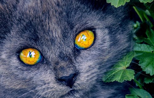 bright eyes  kitten  cat