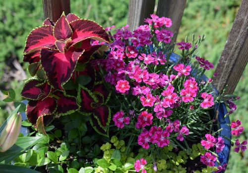 bright flowers coleus carnation