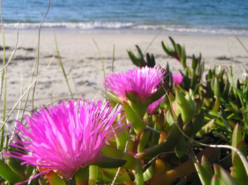 Bright Flowers &amp; Beach