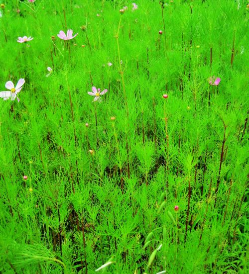 Bright Green Background