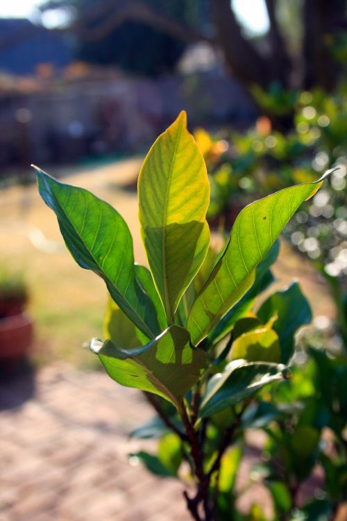 Bright Green Gardenia Leaves