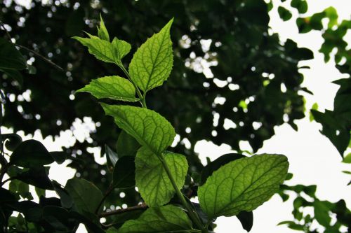 Bright Green Leaves On Twig