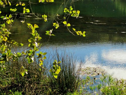 Bright Green Leaves Over Pond