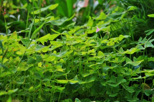 Bright Green Oxalis