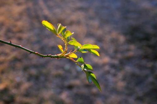 Bright Green Rose Leaves