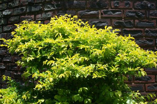 Bright Green Shrub