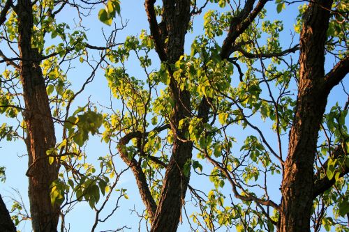 Bright Green Spring Leaves