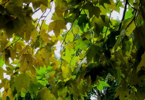 Bright Green Tree Leaves