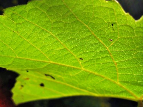 Bright Green Veined Vine Leaf