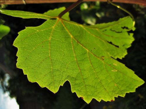 Bright Green Vine Leaf