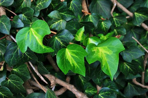 Bright Ivy Leaves