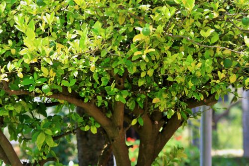 Bright Lemon Tree