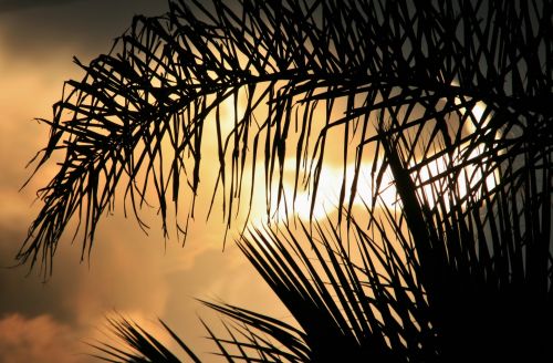 Bright Light Behind Palm