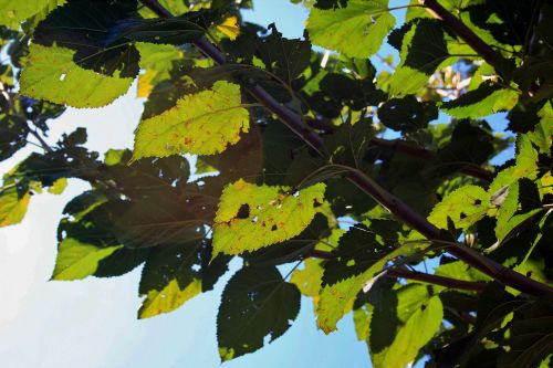 Bright Mulberry Leaves