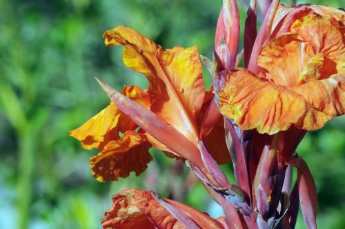 Bright Orange Iris Background