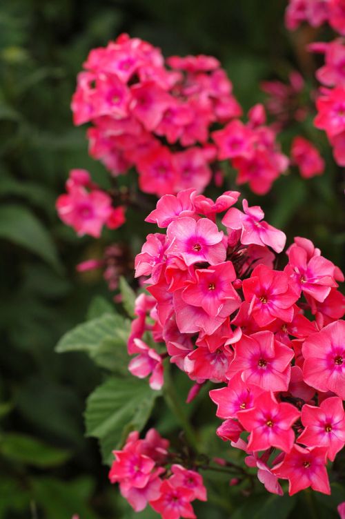 Bright Pink Flowers