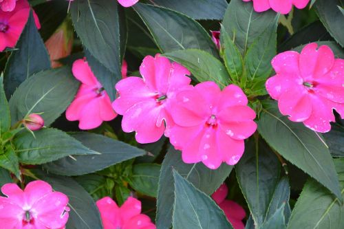 bright pink flowers massif parterre