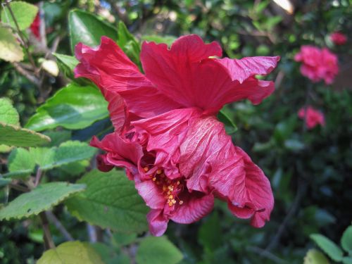 Bright Pink Hibiscus