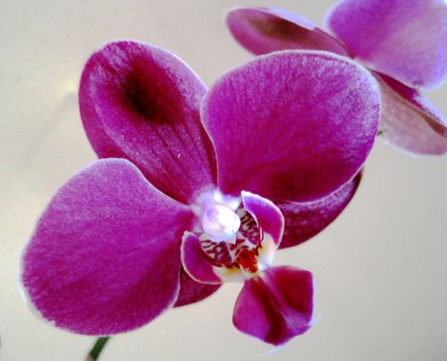 Bright Pink Orchid