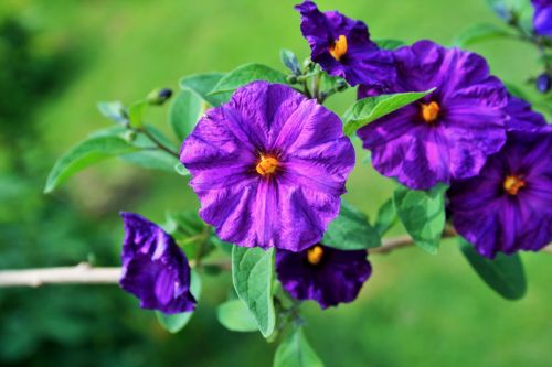 Bright Purple Flowers