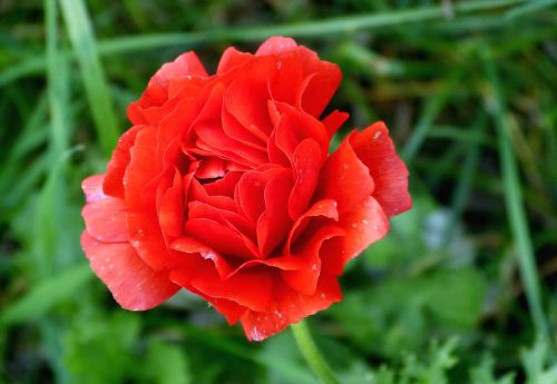 bright red flower blossom