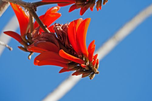 Bright Red Coral Tree Flower