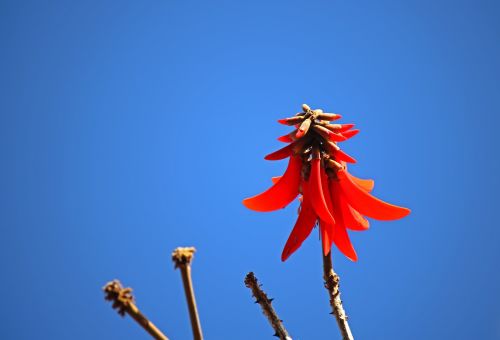 Bright Red Erithryna Flower
