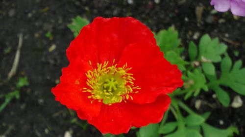 Bright Red Flower