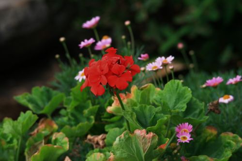 Bright Red Geranium Flower