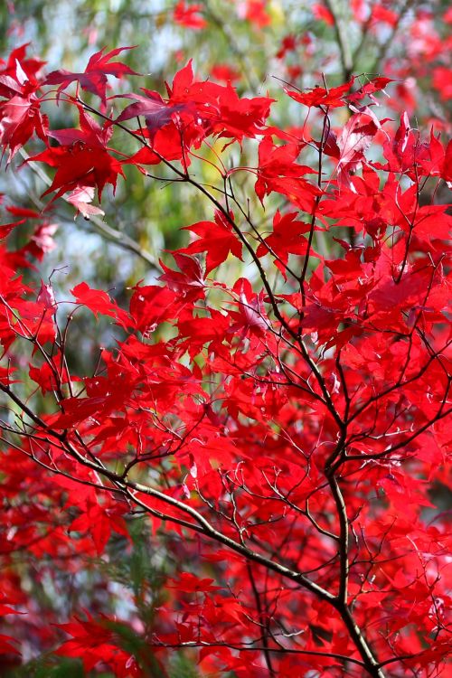 Bright Red Maple Leaves