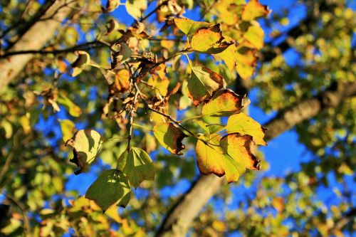 Bright Yellow Changing Leaves