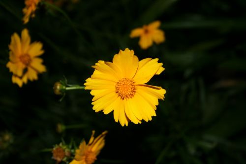 Bright Yellow Daisy