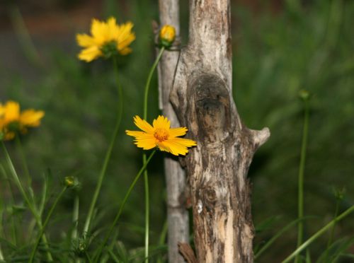 Bright Yellow Daisy