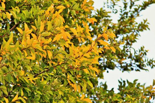 Bright Yellow Leaves