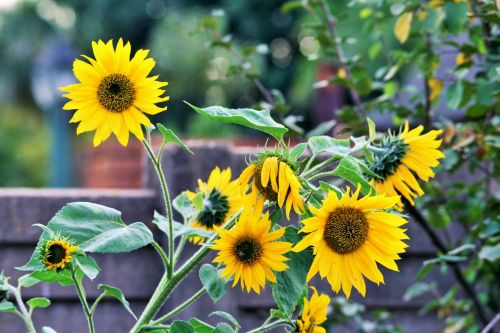 Bright Yellow Sunflowers