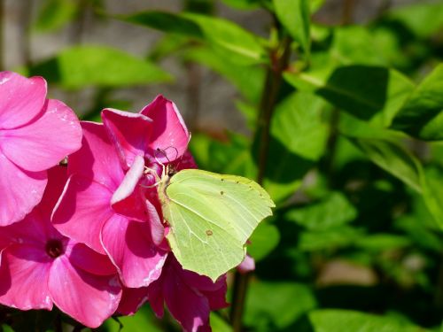 brimstone butterfly pink flower