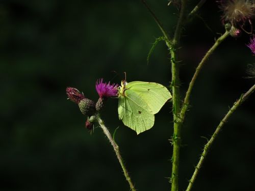 brimstone butterfly butterfly yellow