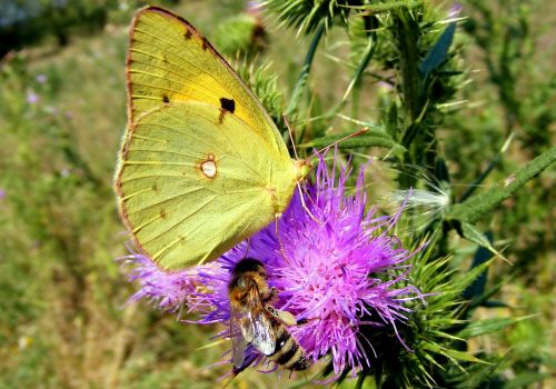 brimstone butterfly butterfly yellow