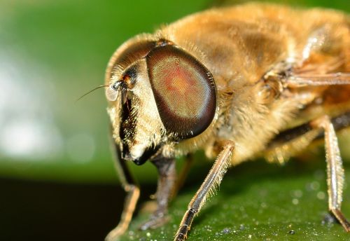 brine fly insect eristalis