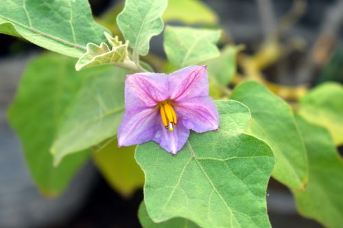 brinjal flower purple flower eggplant